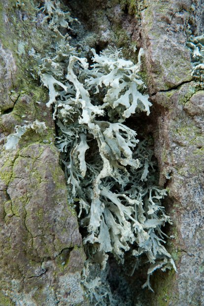 Ramalina pollinaria-1